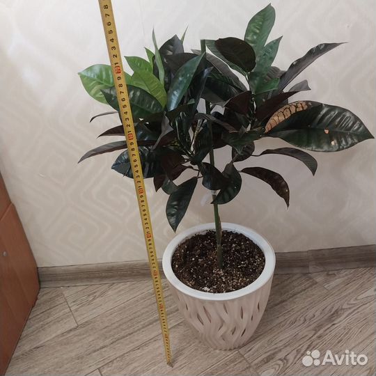 Кротон миссис айстон