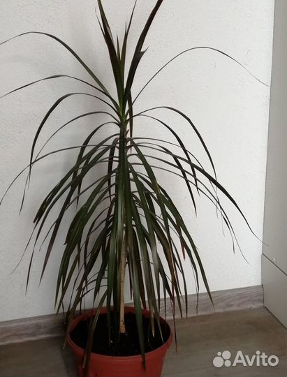 Драцена (№2)