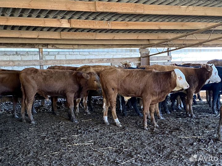 Продаются быки