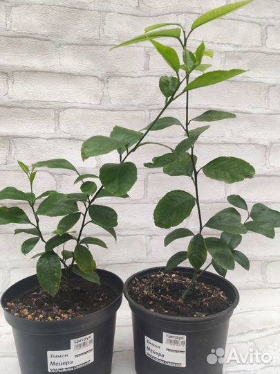 Саженцы лимона Мейера