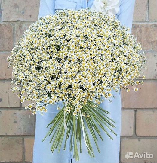 Ромашки Букет из ромашек доставка