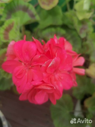 Пеларгония герань