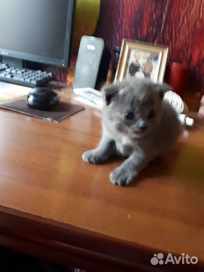 Котята британские