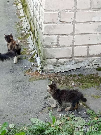 Котята и кошка