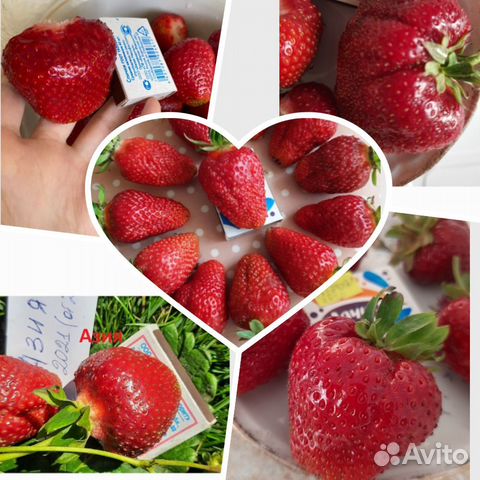 Начинающим сколько посадить клубники