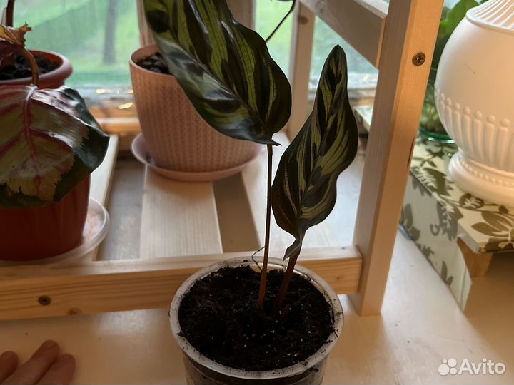 Калатея Макояна