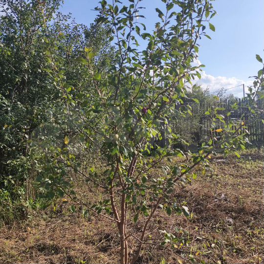 Участок 4,5 сот. (СНТ, ДНП)