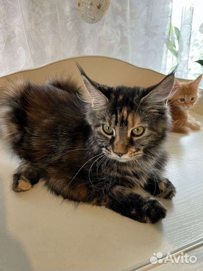 Котята мейн-куны