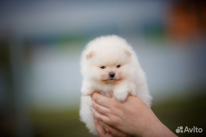 Шпицемишки