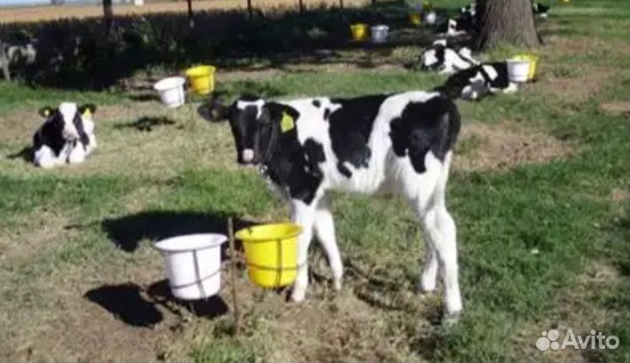 Телята бычки