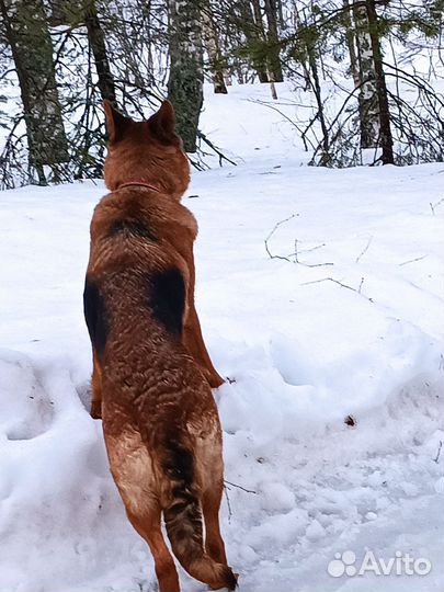 Щенки Немецкой овчарки