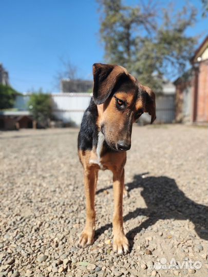 Собака в добрые руки