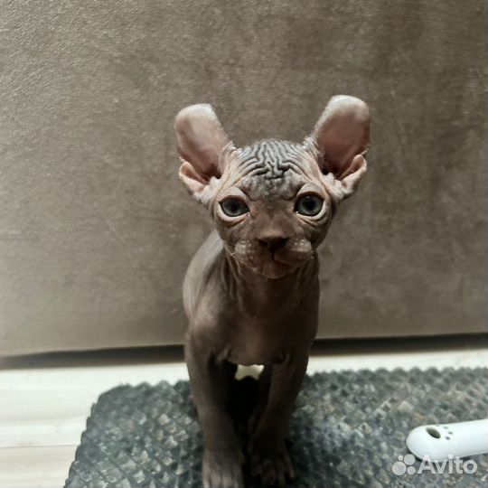 Сфинкс эльф