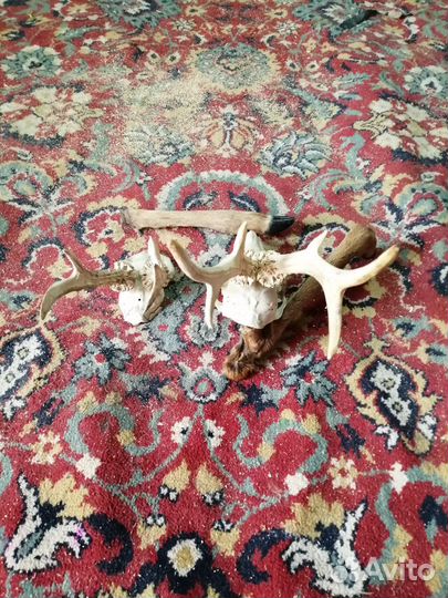 Рога косули