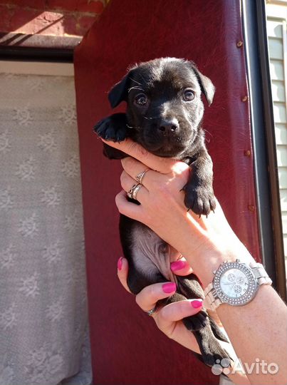 Щенок в добрые руки