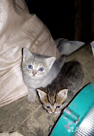 Котята в добрые руки