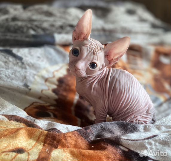 Донской сфинкс котенок