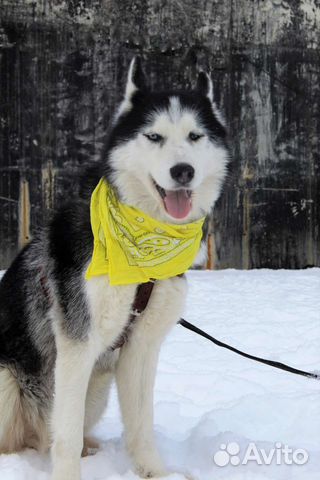 Сибирский хаски Ян спасён от смерти