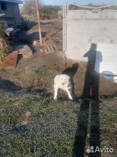 Отдам в хорошие руки