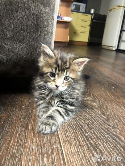 Котята мэйн кун