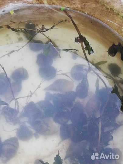 Улитки очистители пруда