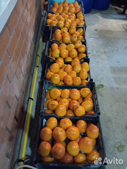 Хурма бычье сердце