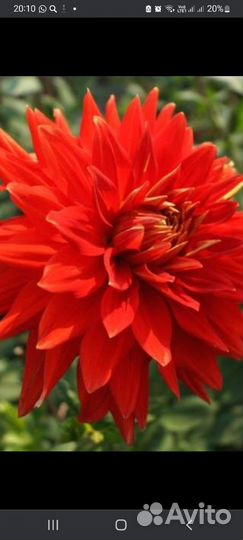 Георгины клубни