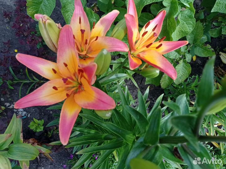 Лилии.Нарциссы.Лилейник