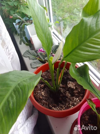 Спатифиллум