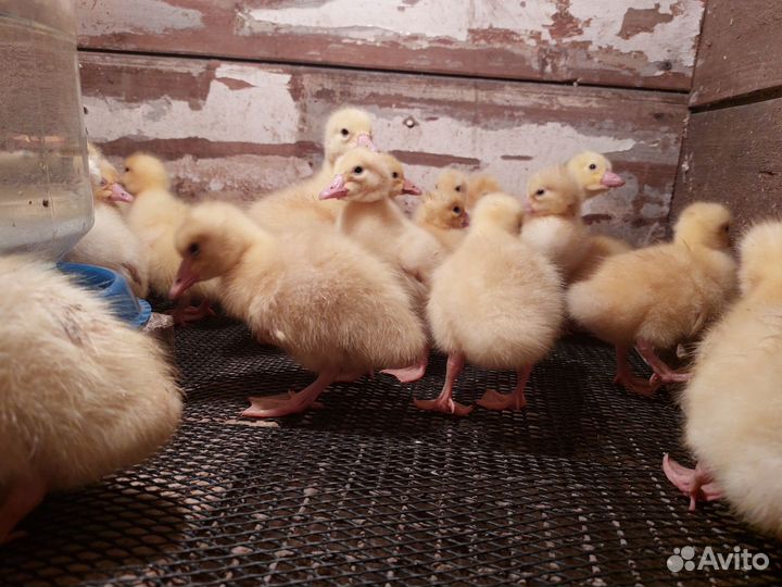 Гусята,цыплята,утята, муларды, бройлеры, индюшата