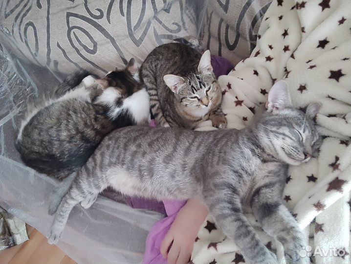 Котята ищут дом