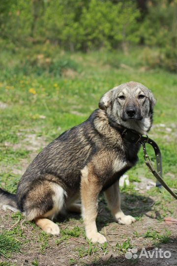 Щенок Адель