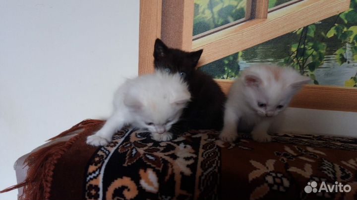 Котята бесплатно