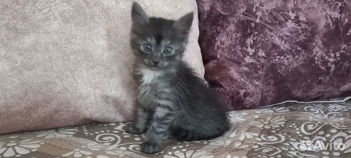 Котята в добрые руки, мальчики