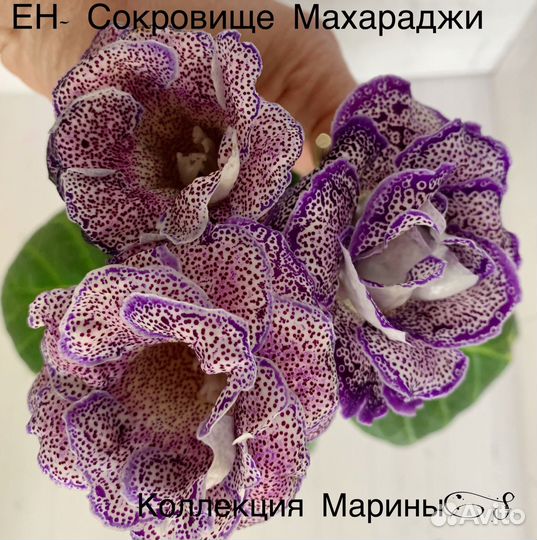 Свежий срез листочки сортовых махровых глоксиний
