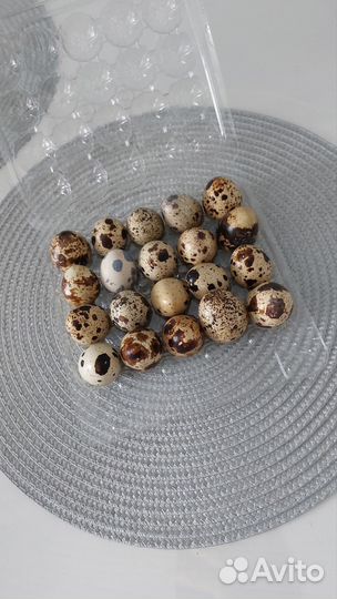 Яйца перепелиные оптом