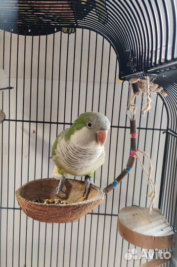 Попугай квакер (калита, монах)