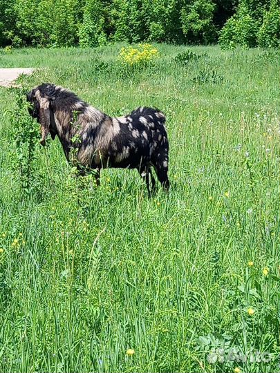 Козы камори