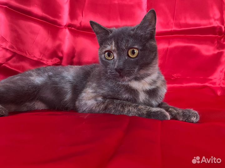 Кошечка Леся