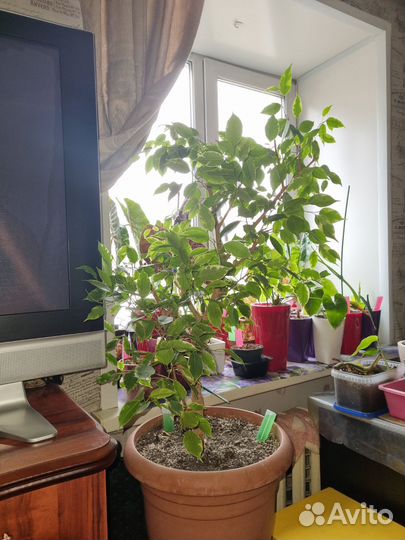 Фикус вариегатный