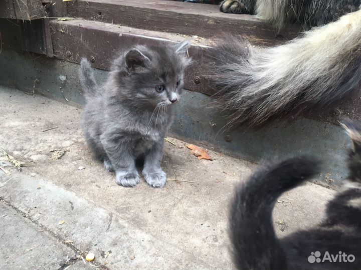 Кошка, котята