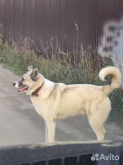 Шикарный пес