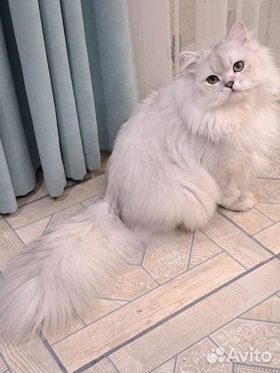 Кот вязка британский длинношерстный