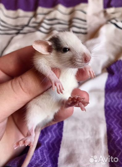 Крысята Хаски Дамбо из Питомника