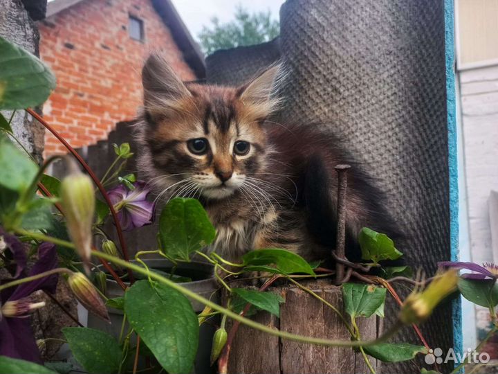 Котята в добрые руки бесплатно