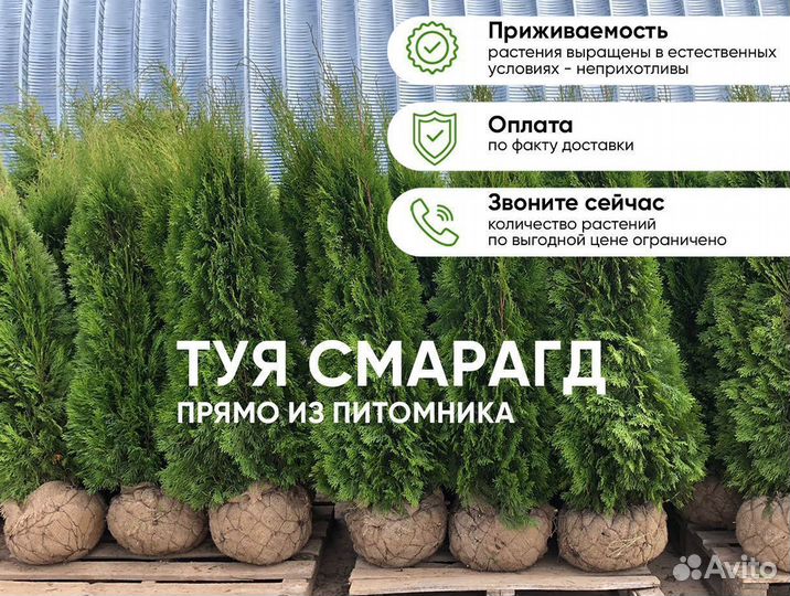 Туя Смарагд 1,3м опт