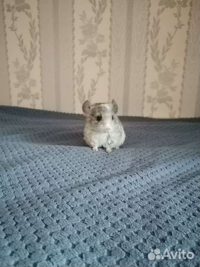 Шиншилла