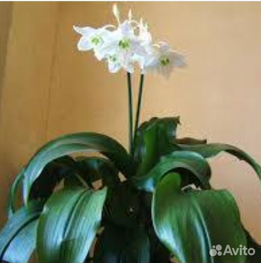 Эухарис (амазонская лилия)
