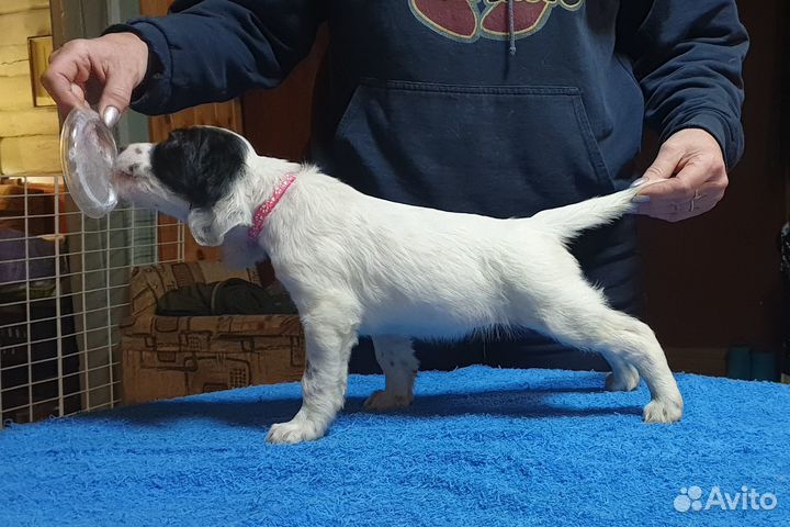 Щенки английского сеттера