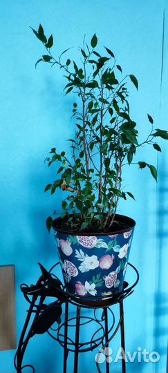 Фикус, замиокулькас